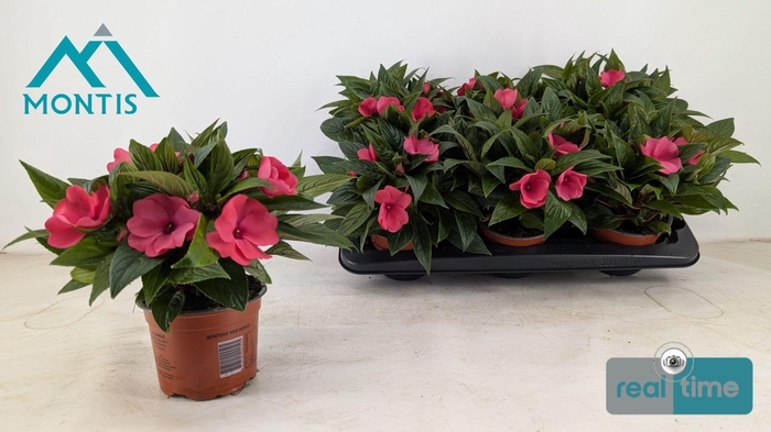 <h4>IMPAT CP ROSE</h4>