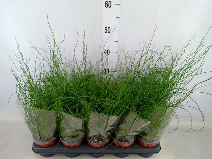 <h4>Juncus effusus 'Spiralis'</h4>