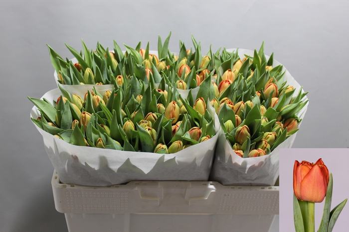 <h4>TU DU LORENZO</h4>