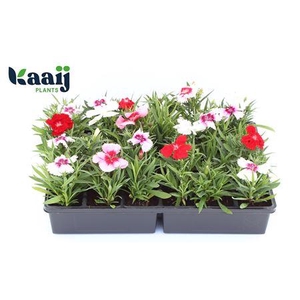 Dian Chinensis Setjes