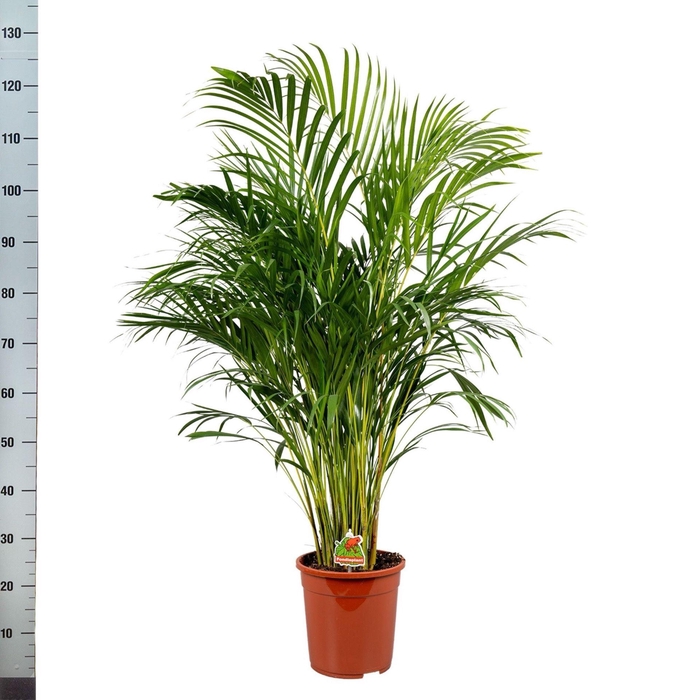 <h4>Dypsis lutescens   ...Chrysalidoca</h4>