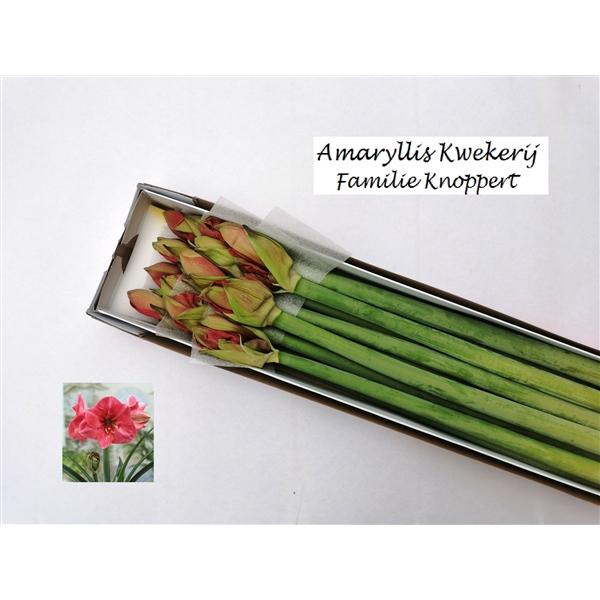 <h4>HIPP GA HERCULES 10</h4>