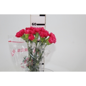 CRAVO BIZET 060 CM PINK