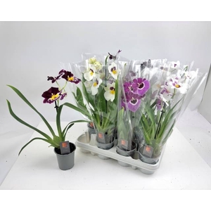MILTONIA MIX 1 TAK