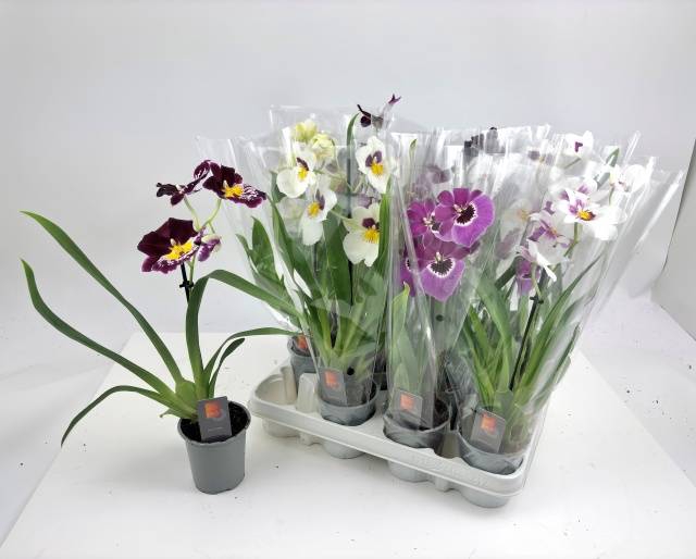<h4>MILTONIA MIX 1 TAK</h4>