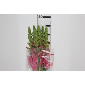 BOCA DE LEAO POTOMAC PINK EARLY 080