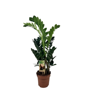 Zamioculcas 4-5 veren - hoogte 75-80