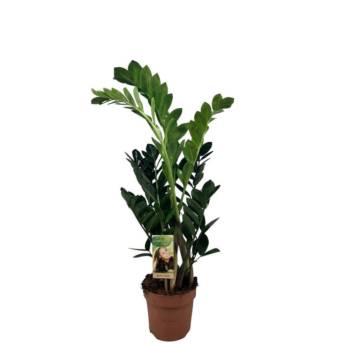 <h4>Zamioculcas 4-5 veren - hoogte 75-80</h4>