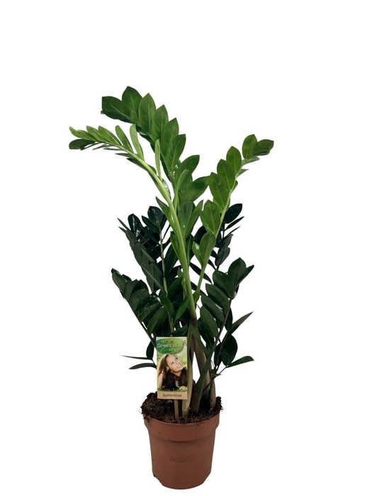 Zamioculcas 4-5 veren - hoogte 75-80