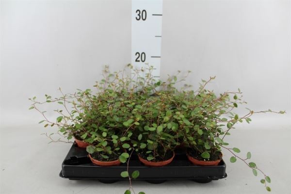 Muehlenbeckia com. 'Mao'ri'