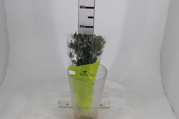 <h4>ERYNGIUM 050 CM</h4>