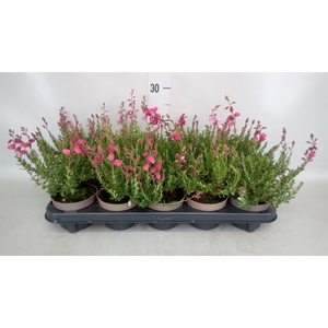 Daboecia cantabrica 'Waleys Red'
