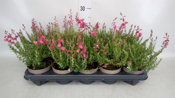 <h4>Daboecia cantabrica 'Waleys Red'</h4>