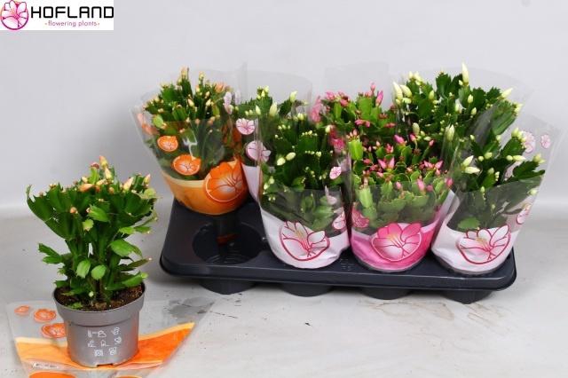 <h4>SCHLUMB GEM 3 KL</h4>