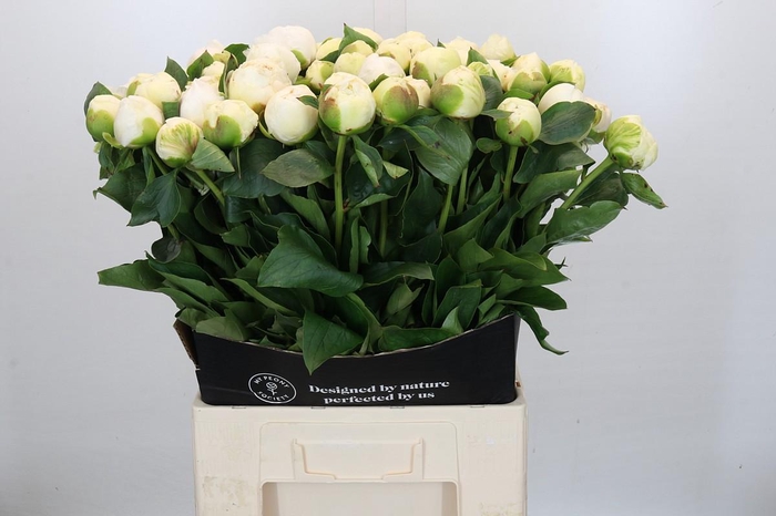 <h4>Paeonia Bridal Gown</h4>