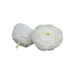 Ranunculus whi-01