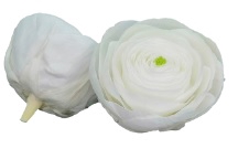 Ranunculus whi-01