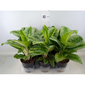 Aglaonema  'Lemon Mint'