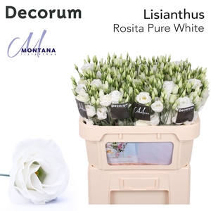 Lisianthus Rosita white 72cm