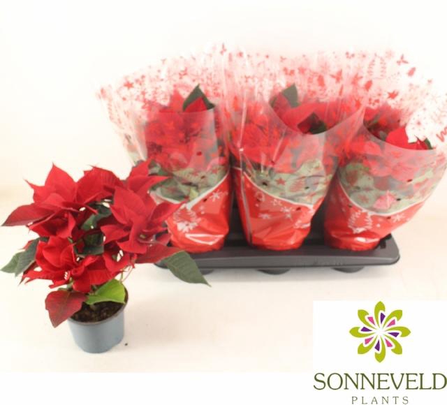 <h4>EUPHOR P CHR BREAK</h4>