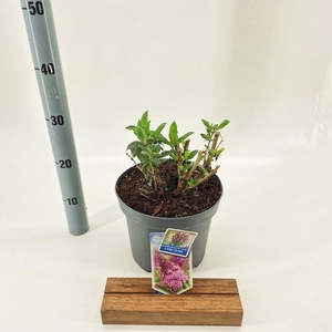 Buddleja Butterfly Candy Gemengd