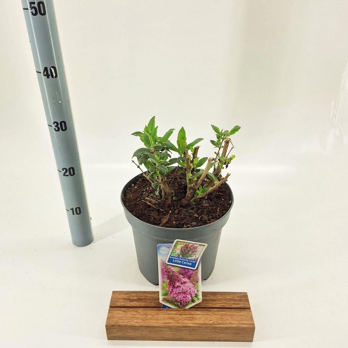 <h4>Buddleja Butterfly Candy Gemengd</h4>