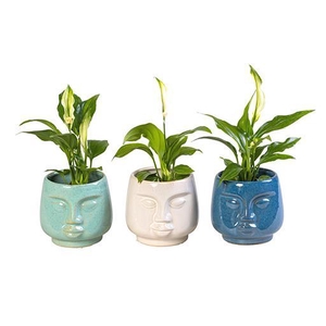 SPATHIPHYLLUM P6 L 65897