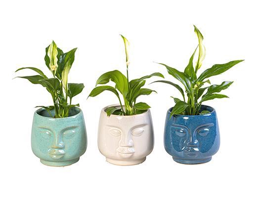 <h4>SPATHIPHYLLUM P6 L 65897</h4>