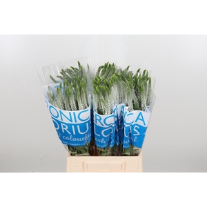 Veron Smart Luna Wit