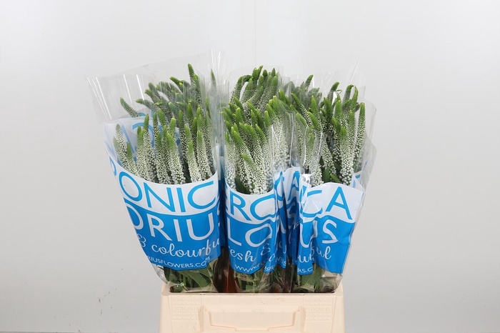 <h4>Veron Smart Luna Wit</h4>