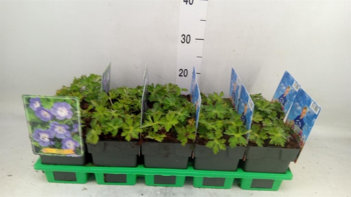 <h4>Geranium  'Rozanne'</h4>