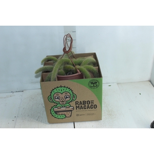 CACTUS RABO MACACO C18