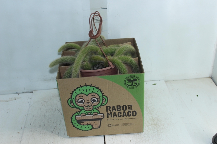 <h4>CACTUS RABO MACACO C18</h4>