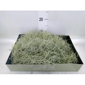 Tillandsia usneoides