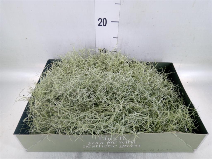 <h4>Tillandsia usneoides</h4>