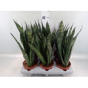 Sansevieria trifa. 'Black Coral'