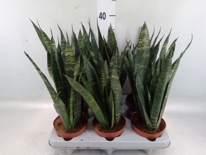 <h4>Sansevieria trifa. 'Black Coral'</h4>