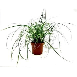 Carex oshimensis Everest