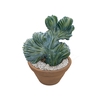CACTUS CRISTATA VB4 MIN 40 CM