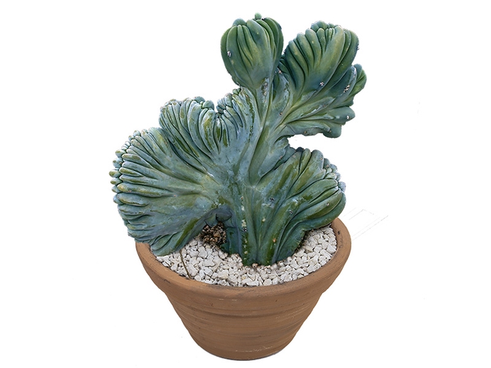 CACTUS CRISTATA VB4 MIN 40 CM