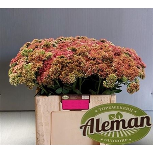 Sedum Herbstfreude