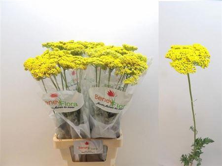 <h4>Achilea F Park Variety</h4>