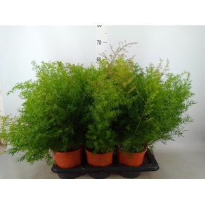 Asparagus dens. 'Cwebe'