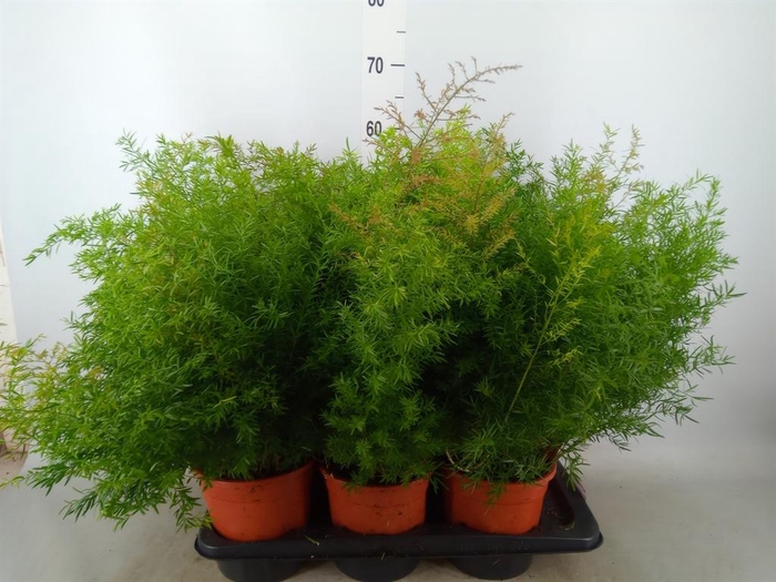 <h4>Asparagus dens. 'Cwebe'</h4>