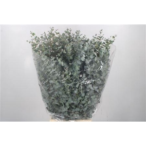 Euc Gunnii Per Bunch 300 Gram Extra