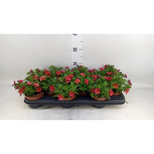 Calibrachoa  'Minifam Orange'