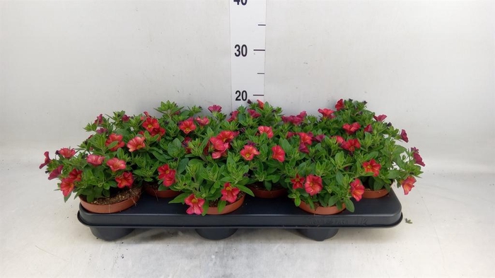 <h4>Calibrachoa  'Minifam Orange'</h4>