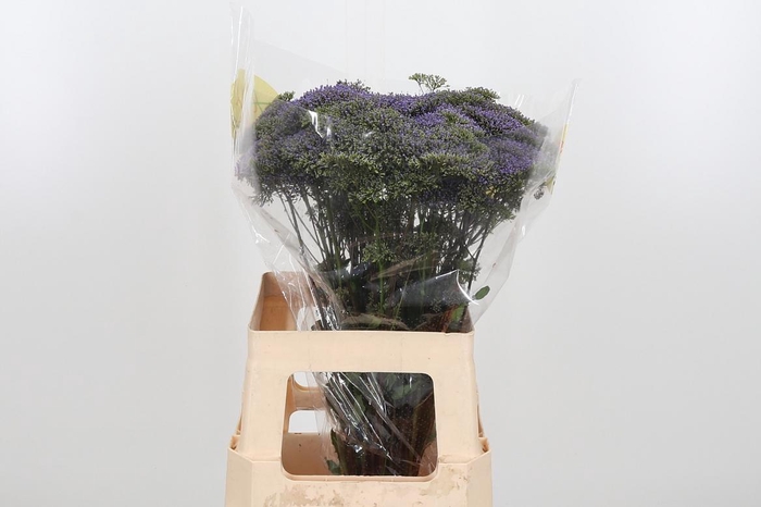 <h4>Trach Blue Shine</h4>