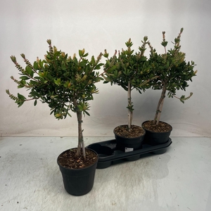 CALLISTEMON CITRINUS