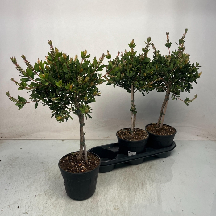 <h4>CALLISTEMON CITRINUS</h4>